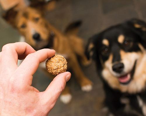Beer Paws Peanut Butter Dog Biscuits
