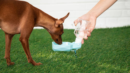 Potable Dog Water Bottle & Travel Bowl