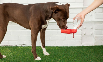Potable Dog Water Bottle & Travel Bowl